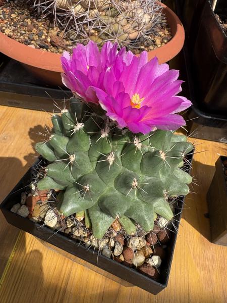Thelocactus rinconensis ssp hintonii